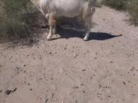Billy Goat, Goats — photo 2