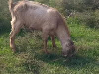 Boucs, LaMancha goats — photo 2