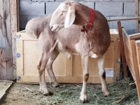 公羊, Rhon sheep — 照片 2