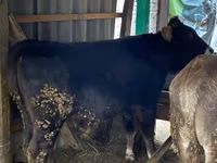 Toro, Ganado vacuno — foto 1