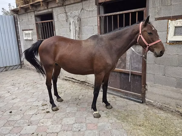母马, Thoroughbred horse