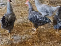 Slovenian Barred Hen — photo 4