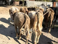 Taureau, Swiss cattle — photo 3