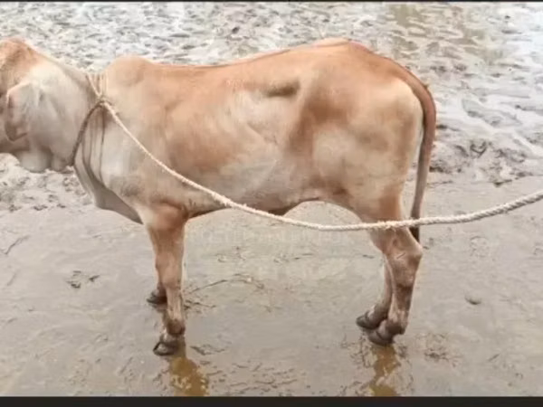 Kuh, Brahman