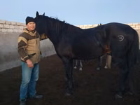 حصان, Kushum Horse — الصورة 1