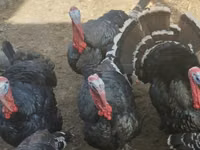 Turkeys — الصورة 1