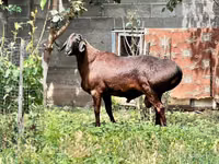 Carnero, Ovejas — foto 3