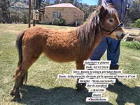Hengst, Miniature horse — Foto 4
