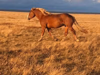 公马, Altai horse — 照片 2