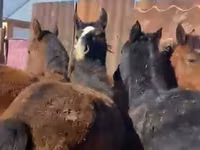 Pferde (Partie, Geschlecht nicht angegeben), Kazakh horse — Foto 2