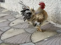 Chickens — photo 5