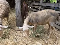 Oveja, Luzein sheep — foto 1