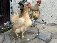 Chickens — photo 2