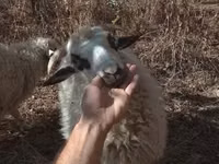 मेढ़ा, Racka sheep — फ़ोटो 2