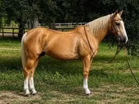 Hengst, Quarter Horse — Foto 1