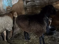 Bélier, Rhon sheep — photo 4