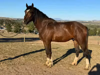 Hengst, Clydesdale — Foto 2