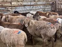 Brebis, Moutons — photo 2