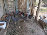 Slovenian Barred Hen — photo 3