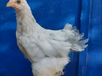Brahma — photo 2