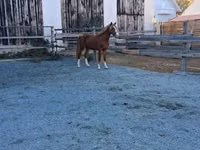公马, Welsh Cob — 照片 3