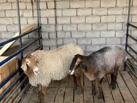 Sheep, Sheep — photo 2