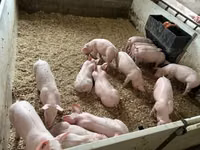 Pigs (batch, sex not specified) — photo 7