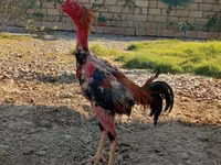 أستراليان بيت غيم فاول — الصورة 1