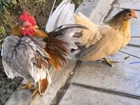 سيراما — الصورة 1