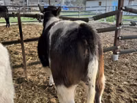 牛只（批次，未指定性别）, Belgian Blue — 照片 6