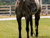 Cheval, Quarter Horse — photo 8