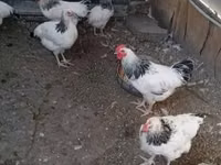 डेनिश हेन — फ़ोटो 2
