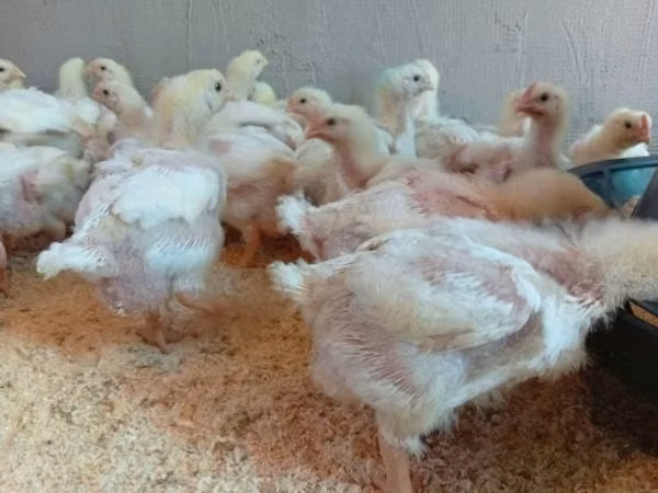 Chickens
