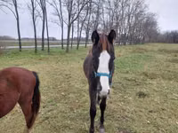 Caballo, Hungarian horse breed — foto 5
