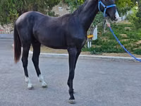 公马, Akhal-Teke — 照片 6