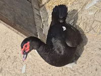 ईस्ट इंडी — फ़ोटो 3