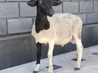 Widder, Hissar sheep — Foto 2