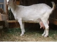 Ziegenbock, Saanen goat — Foto 4