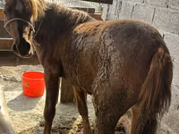 Stute, Tatar horse — Foto 1