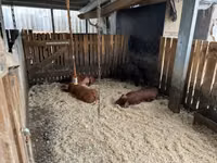 नर सूअर — फ़ोटो 5