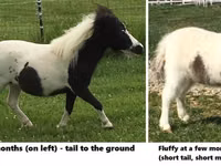 Hengst, Miniature horse — Foto 7