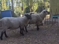 Widder, Shroshire sheep — Foto 4