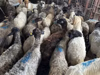 母山羊, Goats — 照片 2