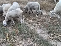 Widder, Cerry Hill sheep — Foto 3