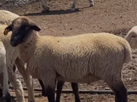 公羊, Hampshire sheep — 照片 1