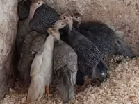 Guinea fowl — photo 2