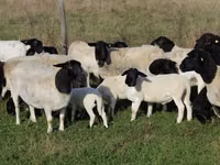 母羊, Dorper sheep — 照片 1
