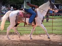 Hengst, National Show Horse — Foto 8
