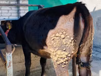 Vache, Aberdeen-Angus — photo 2