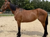 母马, Horses — 照片 1